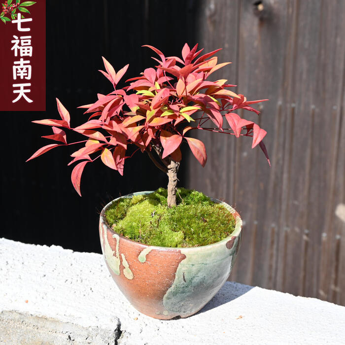 楽天市場】ちいさな幸せ2026年七福 南天 鉢植え ナンテン 縁起が良い