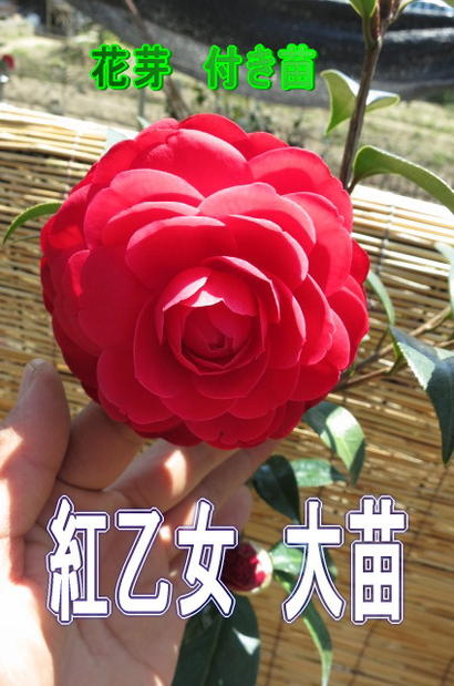 楽天市場】紅乙女椿苗木紅乙女ツバキ苗 ツバキ苗 【花苗植木