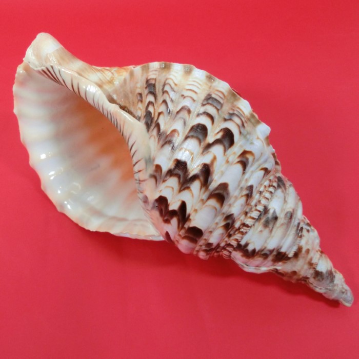 楽天市場】【訳あり】【法螺貝】ほら貝 大 34センチ : 三島屋楽器