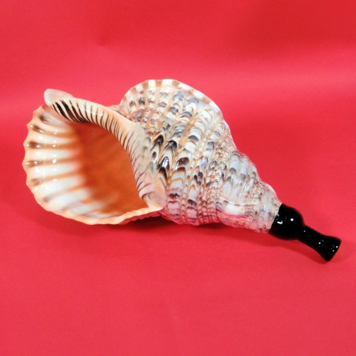 楽天市場】【法螺貝】ほら貝 大 37センチ : 三島屋楽器