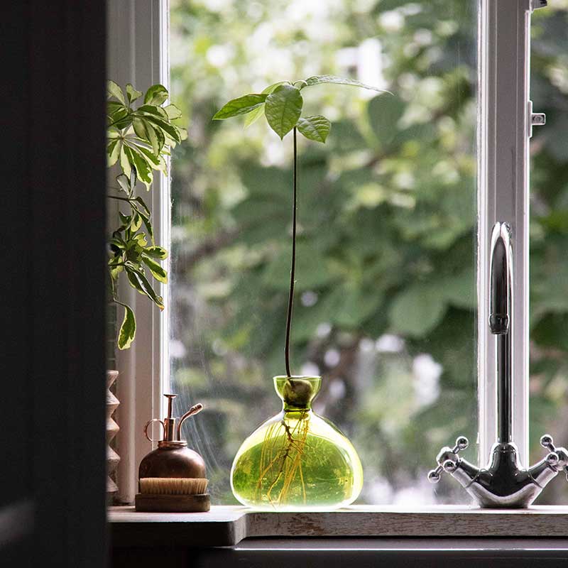 楽天市場】ILEX STUDIOAVOCADO VASE アボカド ベース種から育てる