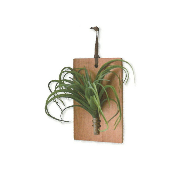 楽天市場】インテリアグリーン ウォールボード チランジア 光触媒