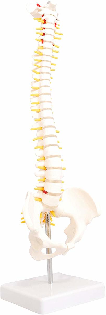 楽天市場】人体模型 脊椎骨盤模型 脊柱 脊髄 脊椎模型 脊椎骨模型 ミニ
