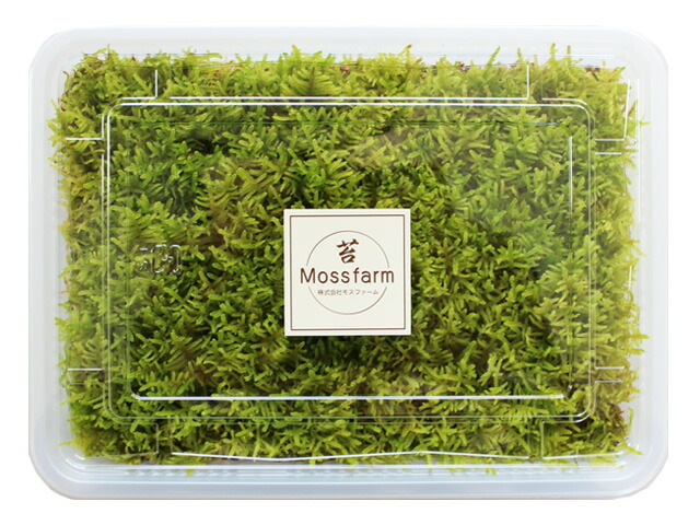 楽天市場】苔 こけ コケ ハイゴケ 【ハイゴケミニパック（L）(256