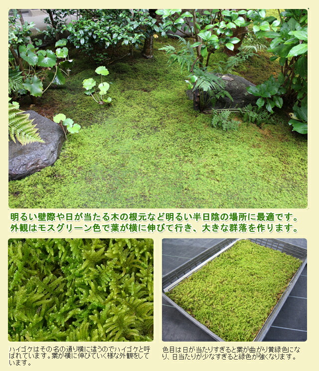 楽天市場】苔 こけ コケ ハイゴケ 【ハイゴケ大トレー(庭園用