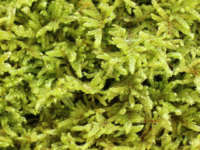 楽天市場】苔 こけ コケ ハイゴケ 【ハイゴケミニパック（M1）(222