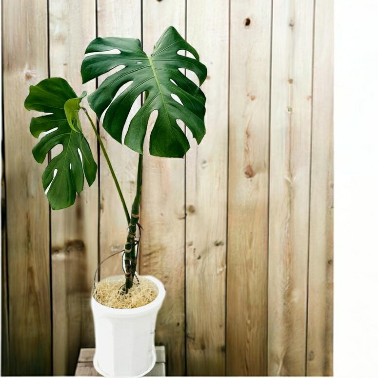 楽天市場】『幹立ちモンステラ』お祝い 開店祝い 新築祝い 100〜120cm