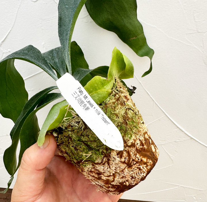 楽天市場】『ビカクシダ・トライデント』コウモリラン 3号水苔ポット鉢