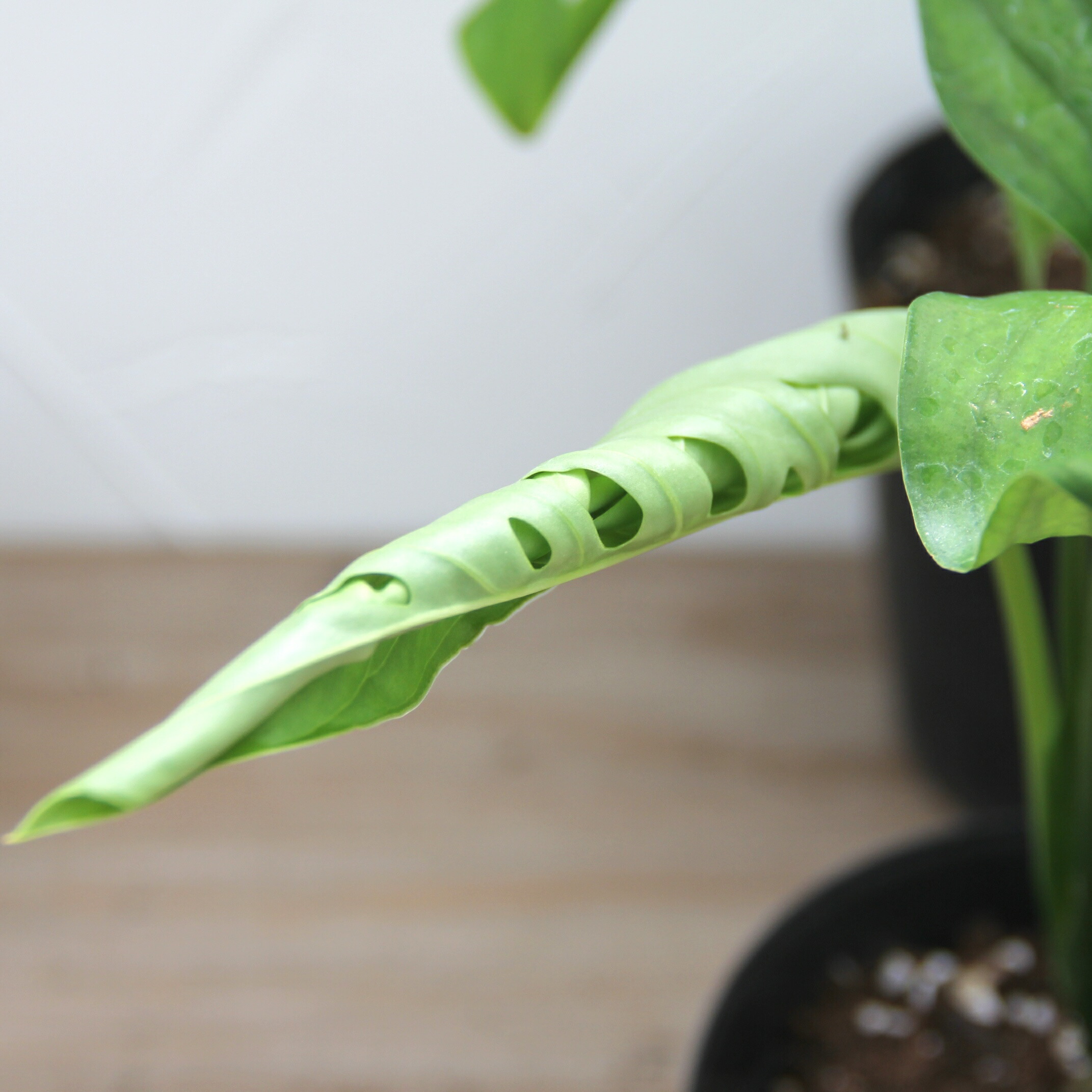 楽天市場】限定8鉢！『モンステラ エスケレート』Monstera esqueleto 5