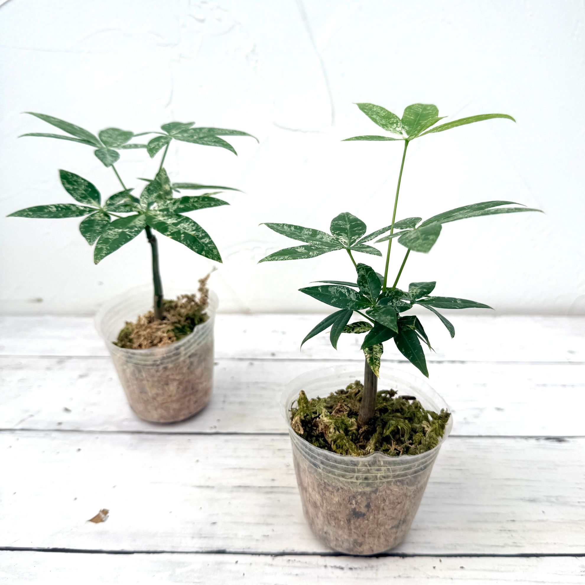 楽天市場】『「パキラ ミルキーウェイ」実生苗 斑入り 』2.5号 3号