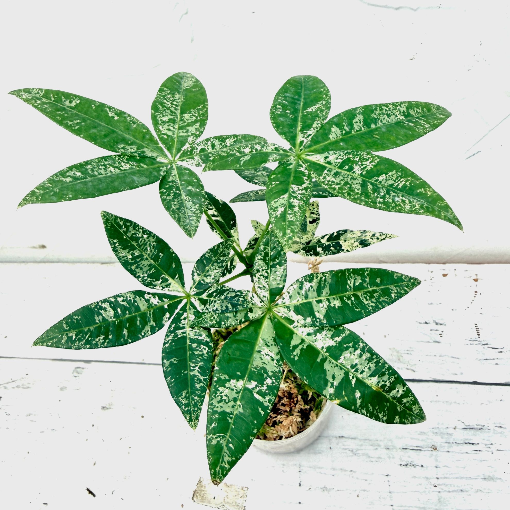 楽天市場】『「パキラ ミルキーウェイ」実生苗 斑入り 』2.5号 3号