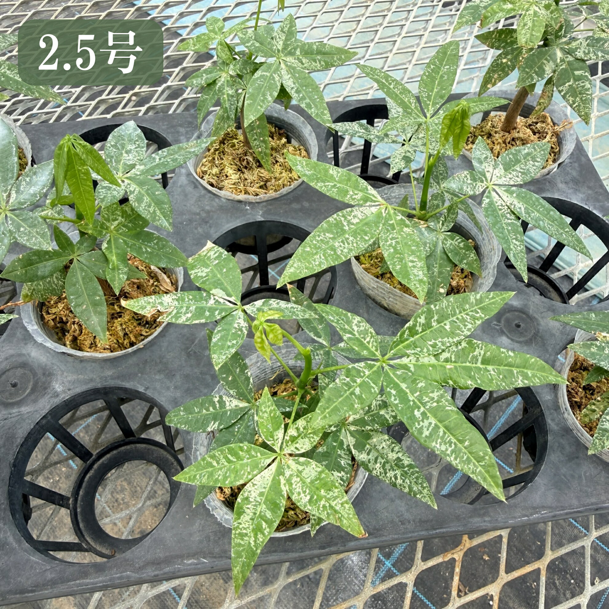 楽天市場】『「パキラ ミルキーウェイ」実生苗 斑入り 』2.5号 3号