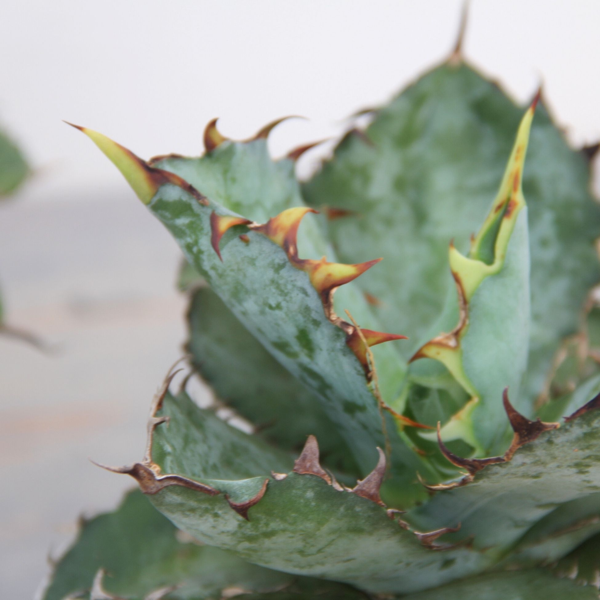 楽天市場 | 森水木のラン屋さん - アガベ・ブラックアンドブルーの育て