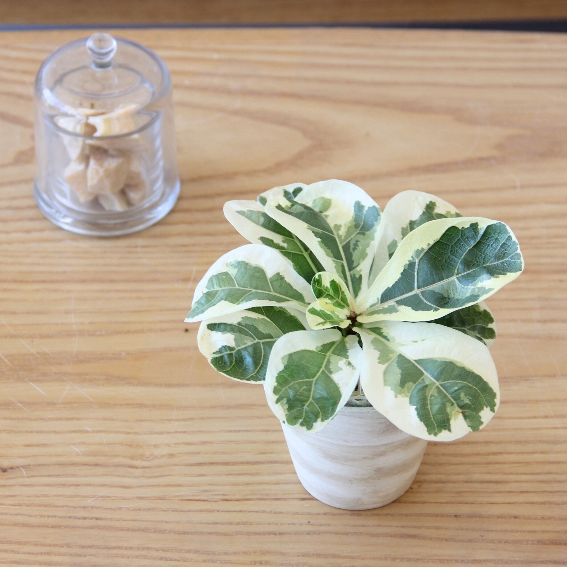 楽天市場】『フィカス・リラータ・イヴォンヌ』Ficus lyrata 'Ivonne