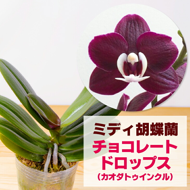 楽天市場】洋ランの苗『ミディ胡蝶蘭 「チョコレートドロップス