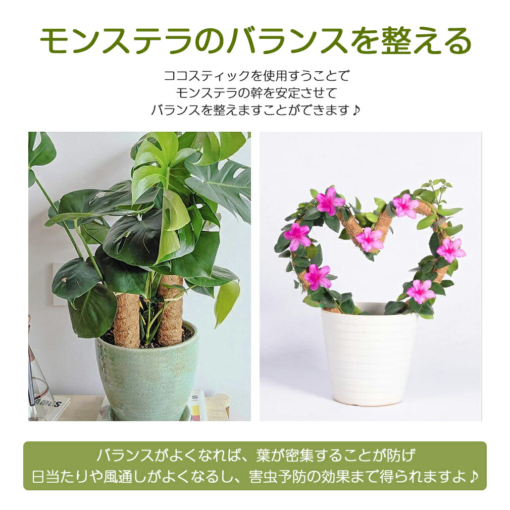 楽天市場】【☆お得なセット】 曲げられる ココスティック モンステラ