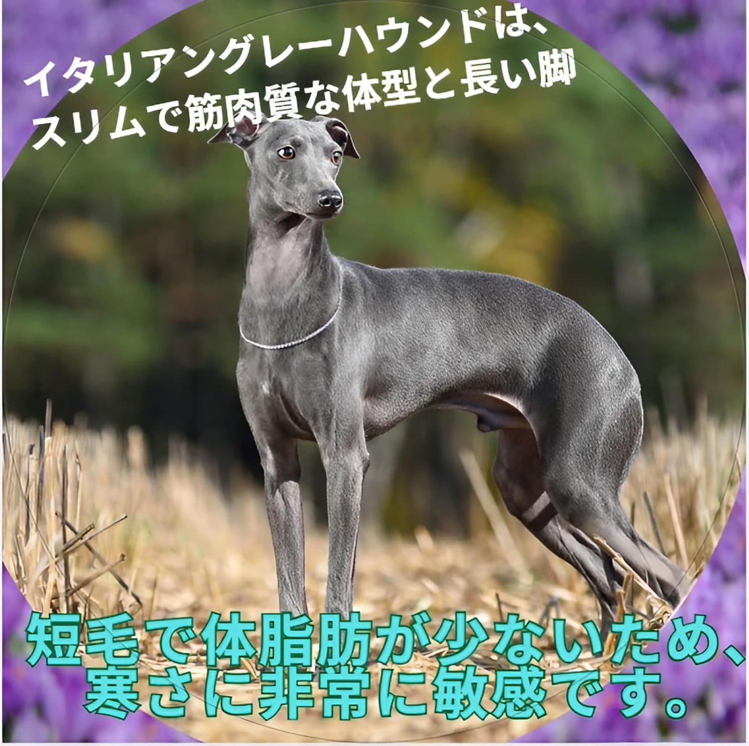 楽天市場】manatom イタグレ 服 おしゃれ イタリアングレーハウンド服