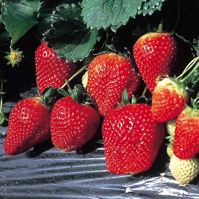 苗 とちおとめ イチゴ」の人気商品一覧 | 安い商品を通販サイトから