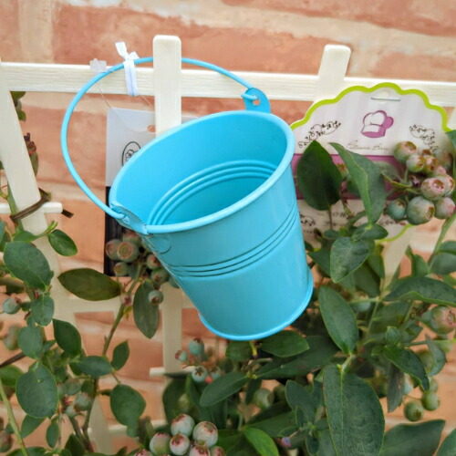 楽天市場】果樹苗 ブルーベリー ラビットアイ系 2品種植え（パウダー