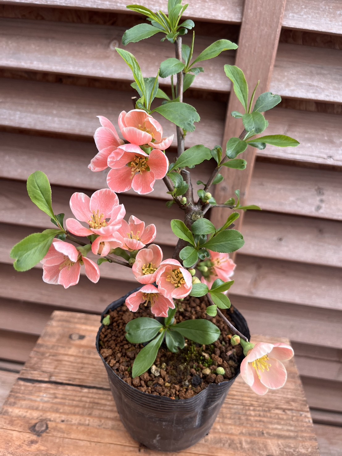 楽天市場】ボケ(木瓜) 放春花 紅吹雪 3.5号 (直径10.5cm) ポット苗