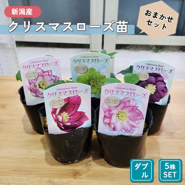 楽天市場】クリスマスローズ苗 ダブル 5株セット 9cmポット 新潟県産