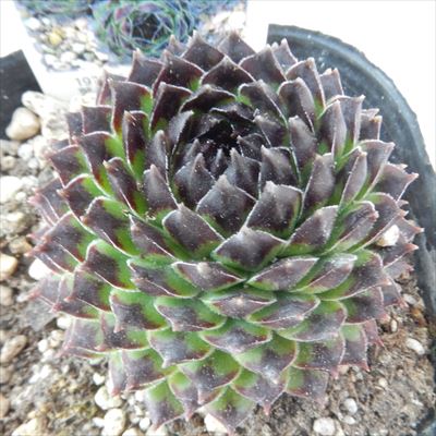 楽天市場】多肉植物 onセンペルビウム ラインハルト 9cmポット