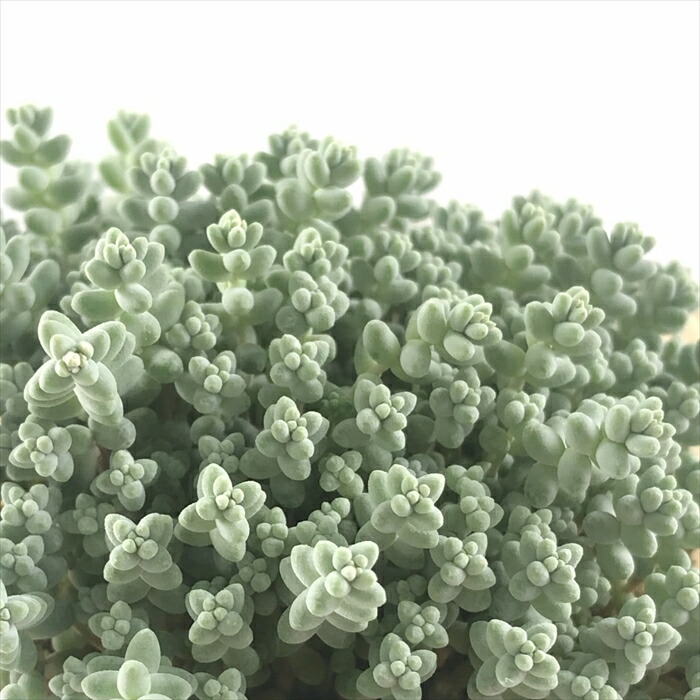 楽天市場】多肉植物 sbセダム そよ風の天使 多肉植物 セダム 7.5cm
