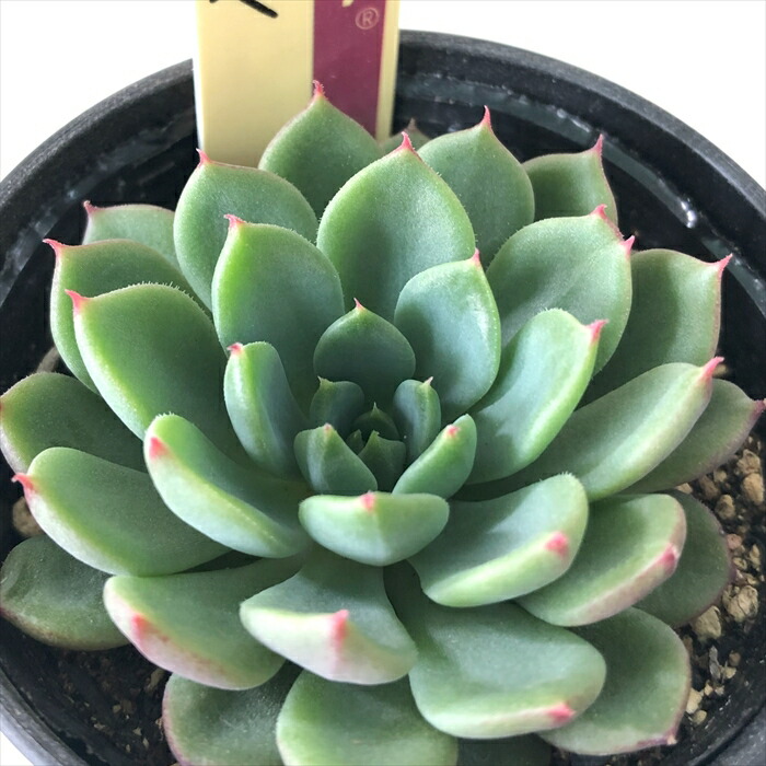 楽天市場】多肉植物 oriミックスベリア No.023 夢々 多肉植物 お