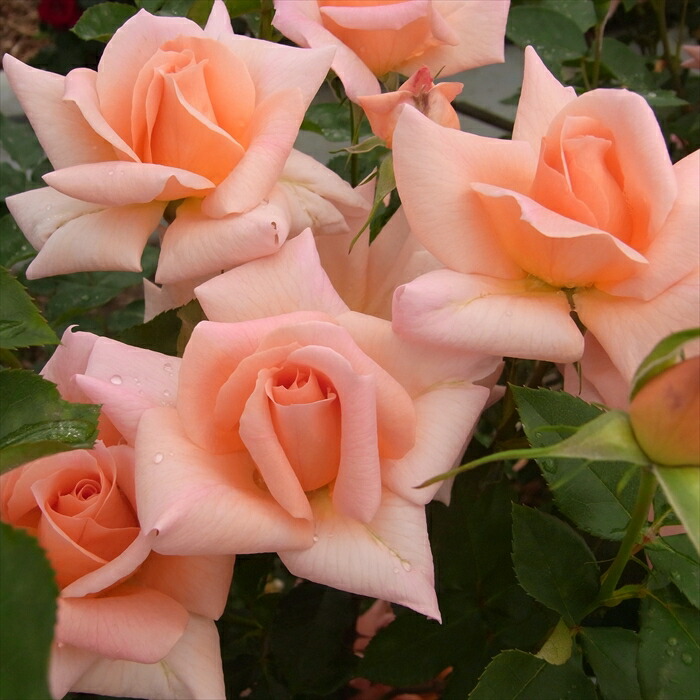 楽天市場】予約販売 バラ 苗 バラ 新苗 中輪 ザンブラ'93 木立性