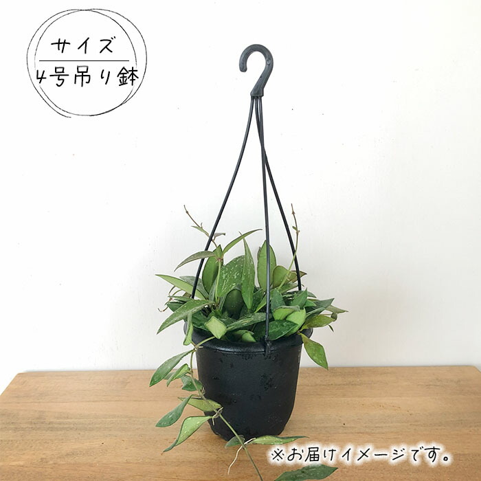 楽天市場】予約販売 観葉植物 ホヤ nap16 4号 吊り鉢 吊り下げ