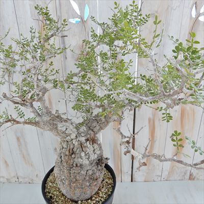 楽天市場】多肉植物 caオペルクリカリア パキプス 現品販売 0822-10