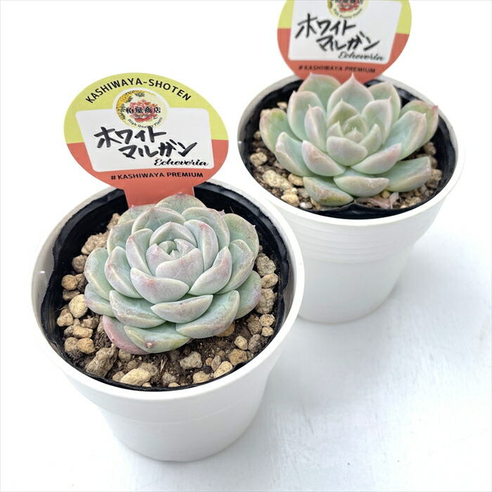 楽天市場】多肉植物 kswエケベリア ホワイトマルガン 柏屋商店さん苗