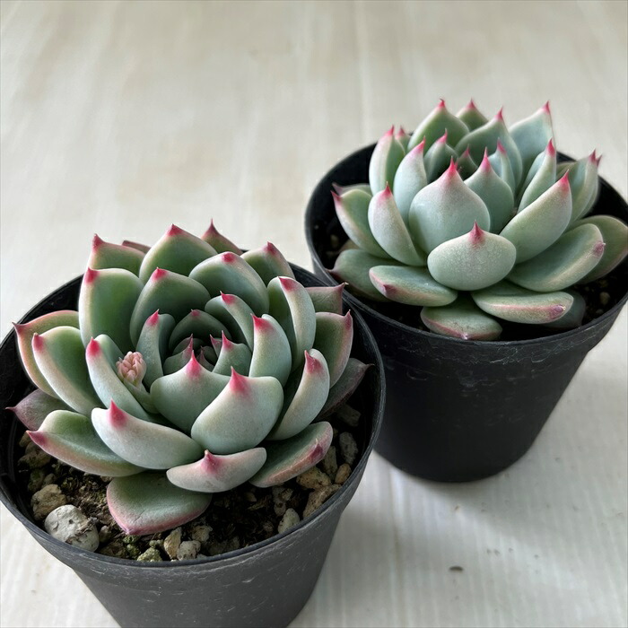 楽天市場】多肉植物 skエケベリア 桃太郎 多肉植物 エケベリア 7.5cm