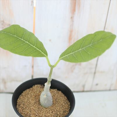 楽天市場】多肉植物 caフォッケア ムルチフローラ 多肉植物 フォッケア