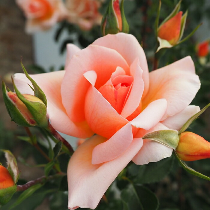 楽天市場】予約販売 バラ 苗 バラ 新苗 中輪 ザンブラ'93 木立性