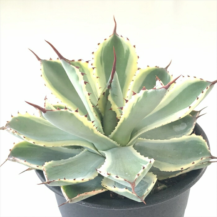 楽天市場】多肉植物 sdアガベ 吉祥冠錦 多肉植物 アガベ 3.5号鉢