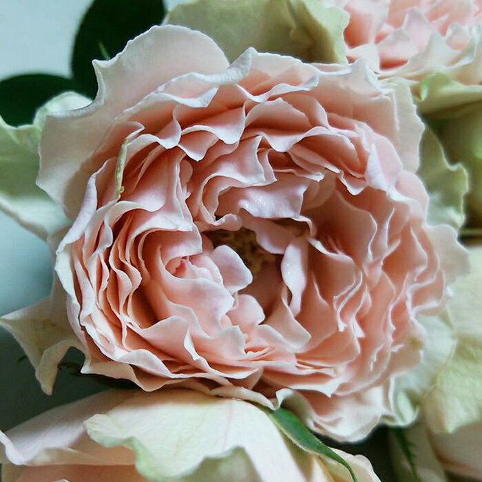 楽天市場】予約販売 バラ苗 バラ大苗 マロンフォレスト 契約品種 薔薇