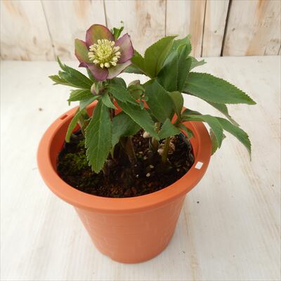 楽天市場】原種系クリスマスローズ クロアチカス 4.5号 : フラワー