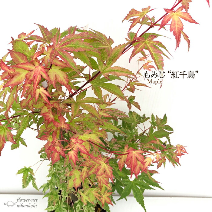楽天市場】予約販売 もみじ 紅千鳥 12cmポット 接木苗 紅葉 モミジ