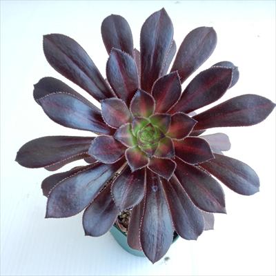 楽天市場】多肉植物 caアエオニウム ちょっと斑入りの黒法師 中斑黒