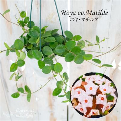楽天市場】観葉植物 ホヤ マチルダ (カルノーサ×セルペンス) 4号 吊り