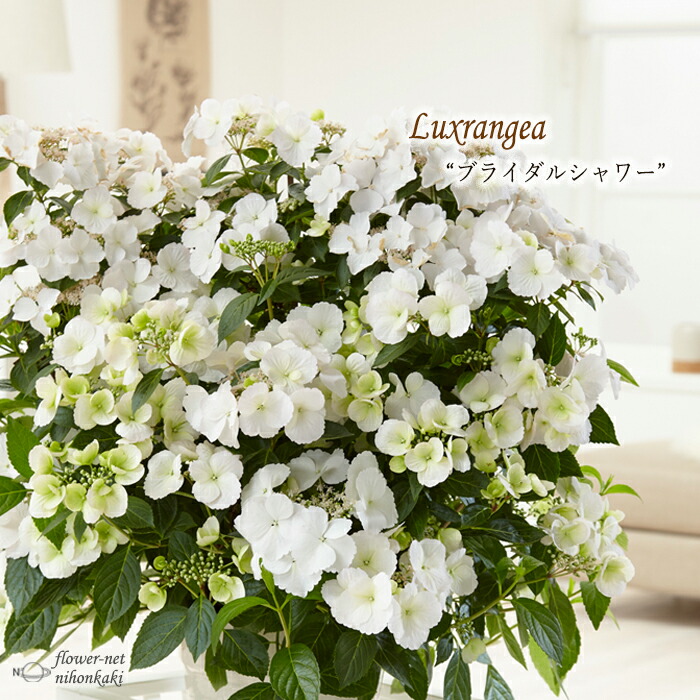 楽天市場】アジサイ ラグランジア ブライダルシャワー 3.5号鉢 ガク