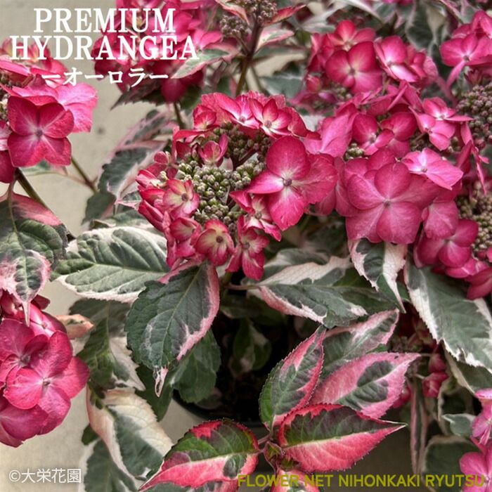 楽天市場】アジサイ カラフルランジア オーロラ 9cmポット 斑入り 大栄