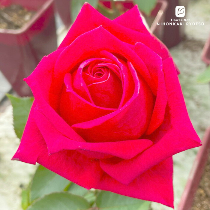 楽天市場】予約販売 バラ苗 バラ大苗 京阪園芸 くらわんか 四季咲き