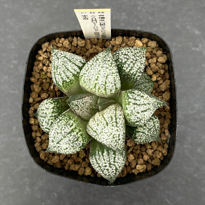 楽天市場】多肉植物 niハオルチア 春爛漫（白銀ピクタ×ピクタ交配種