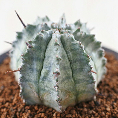 楽天市場】多肉植物 osユーフォルビア ゲンコツホリダ おもしろ多肉