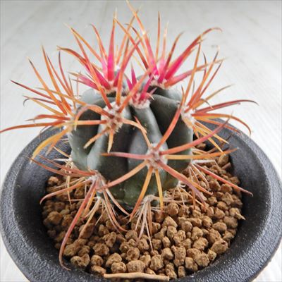 楽天市場】caフェロカクタス 赤刺 金冠竜 サボテン 7.5cmポット