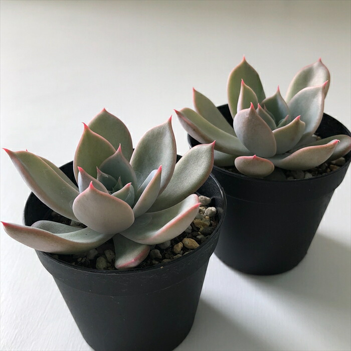 楽天市場】多肉植物 skエケベリア リラシナ×リンゼアナ 多肉植物