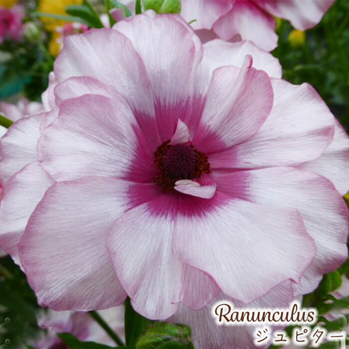 楽天市場】ラナンキュラス ラックス 苗 ジュピター 10.5cmポット