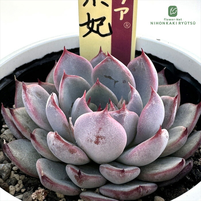 楽天市場】多肉植物 oriミックスベリア No.069 美紫妃 多肉植物 お